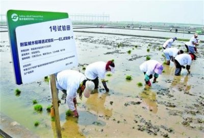 ​袁隆平团队在迪拜沙漠种植海水稻获得成功