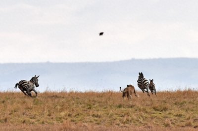 ​走进马赛马拉