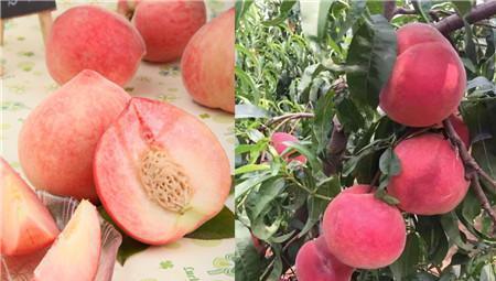 水蜜桃可以放冰箱吗 怎么保存时间长