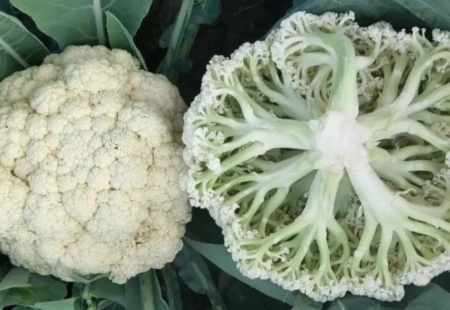 花菜是菜花还是西兰花