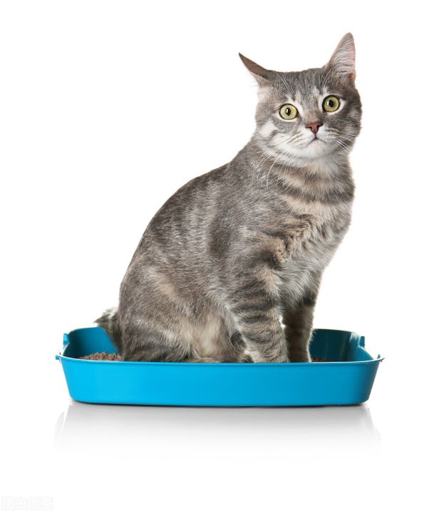 猫腻什么意思（“猫腻“的背后来源文章讲解）