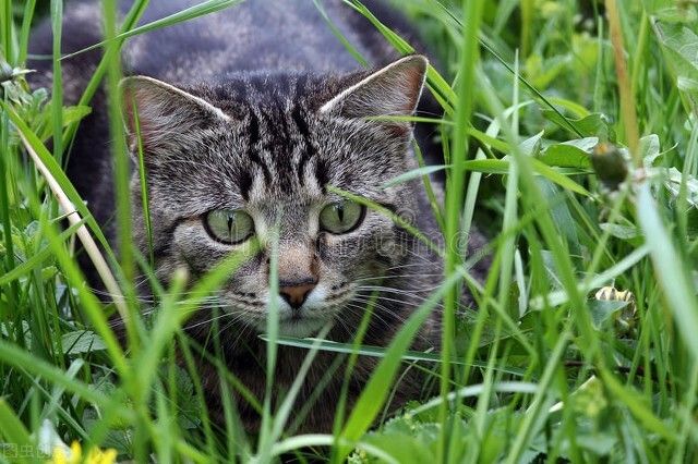 猫腻什么意思（“猫腻“的背后来源文章讲解）