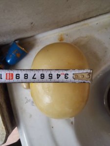 ​鸭子腹中掏出3个鸭宝，卖出550万元 那这么大岂不价值连城？