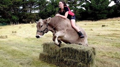 女孩训练奶牛11年，能骑奶牛跨过1米多高的障碍物！