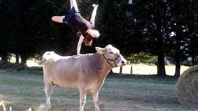 女孩训练奶牛11年，能骑奶牛跨过1米多高的障碍物！