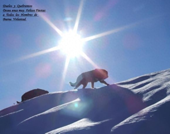 世界第一巨犬，獒中霸主：西班牙獒犬