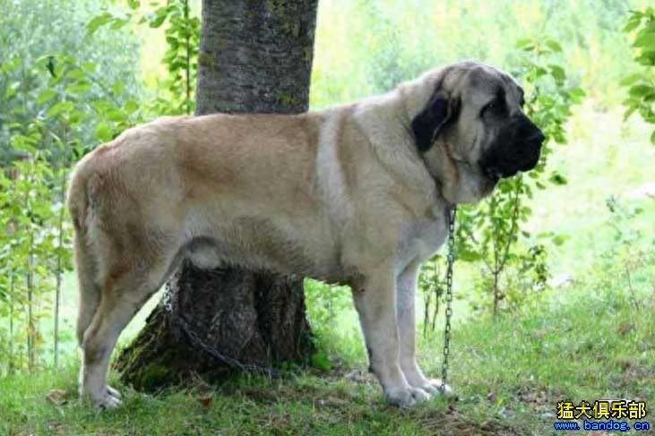 世界第一巨犬，獒中霸主：西班牙獒犬