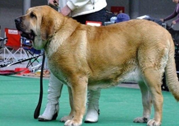 世界第一巨犬，獒中霸主：西班牙獒犬