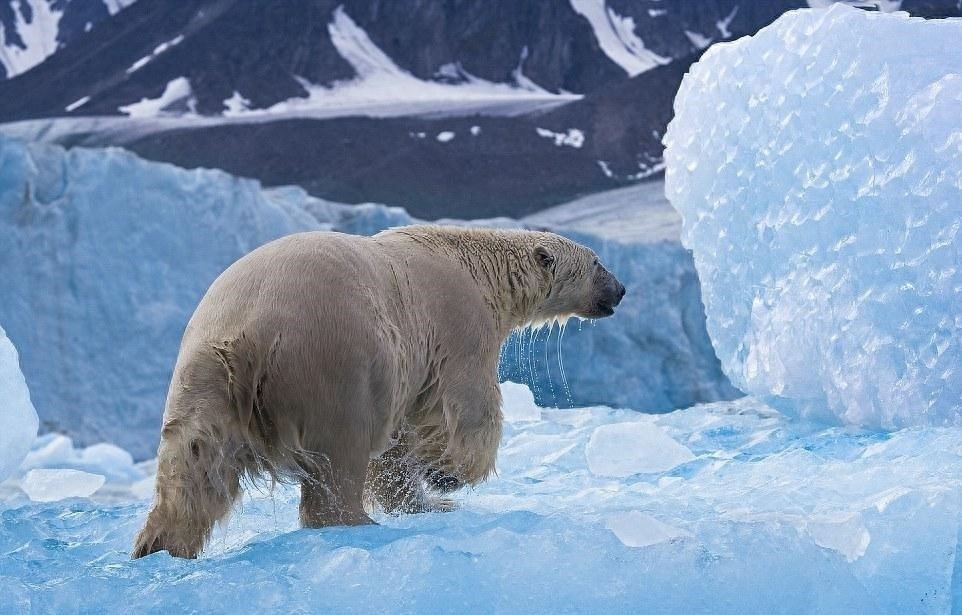 带你走近熊的世界，每种熊都萌化你