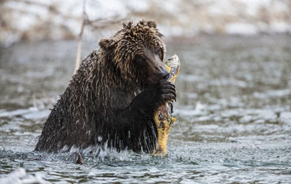 带你走近熊的世界，每种熊都萌化你