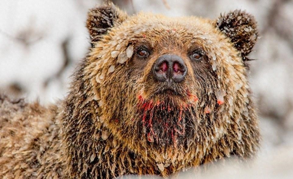 带你走近熊的世界，每种熊都萌化你