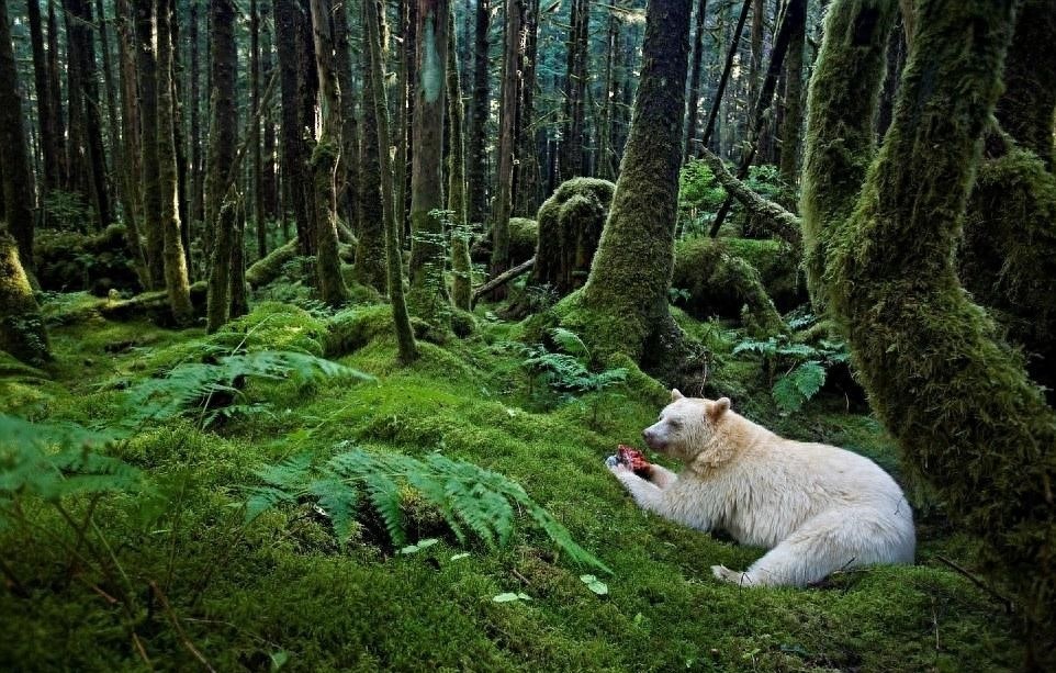 带你走近熊的世界，每种熊都萌化你