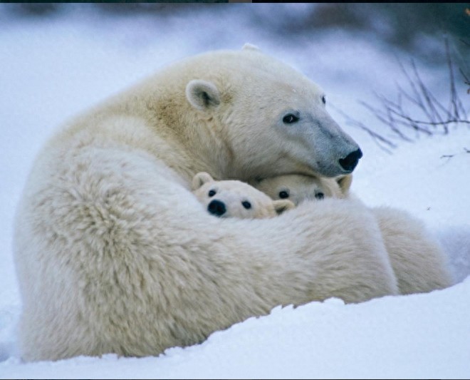 带你走近熊的世界，每种熊都萌化你