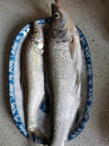 ​家常菜谱--清蒸翘嘴鱼