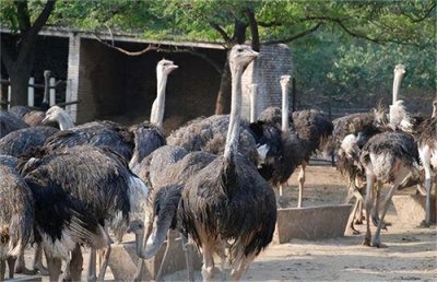 ​产肉产皮产毛能拉车的鸵鸟，三年盈利200万，为啥养它的人却很少