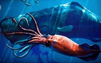 ​深海巨兽—大鱿鱼