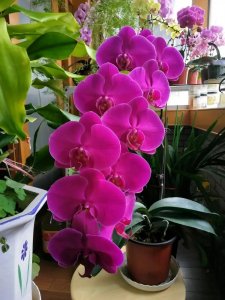 ​这“9种”红色的年宵花，摆放家里，年味十足