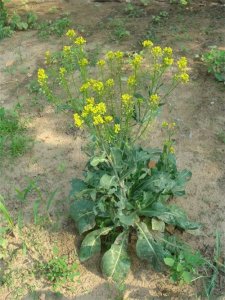 ​近百种北方可露天生长的药用植物高清图邀您欣赏~太美啦！