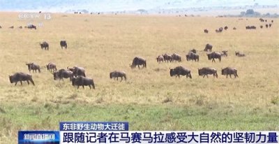 ​总台记者直击丨东非野生动物大迁徙 角马群上演“天国之渡”