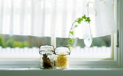 ​畏寒花卉春季出室的经验 掌握花卉的生长规律是关键