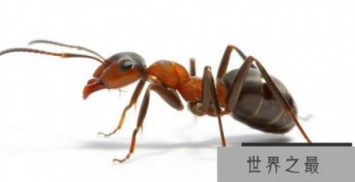 ​世界上最聪明的动物 十大最聪明的动物排行榜