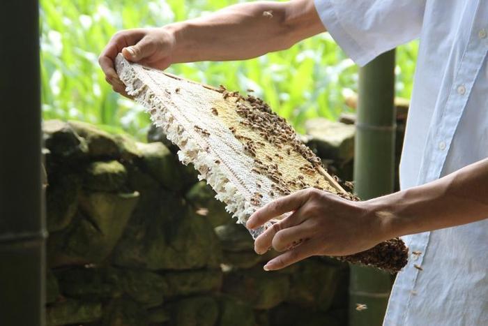 小心“甜蜜”陷阱，三招教你辨别真假蜂蜜！！