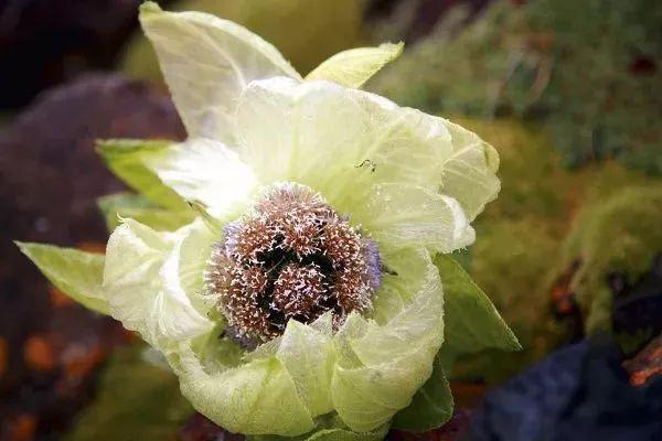 小心“甜蜜”陷阱，三招教你辨别真假蜂蜜！！