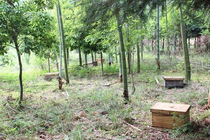 小心“甜蜜”陷阱，三招教你辨别真假蜂蜜！！