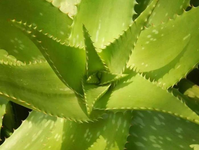 小心“甜蜜”陷阱，三招教你辨别真假蜂蜜！！