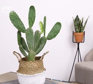 在电脑桌旁放一株仙人掌是否真的能防辐射