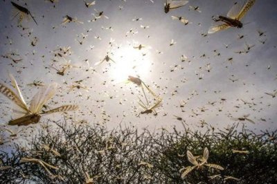 ​唐朝宰相姚崇用什么方法治蝗?