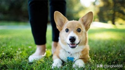 ​怎么养小狗注意些什么？