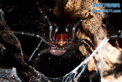 ​巨型上户蜘蛛体长可达20CM，传言踩过其足迹就会死亡(剧毒)