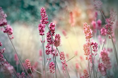 ​薰衣草什么时候开，薰衣草图片