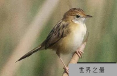 ​世界上最小的十种鸟