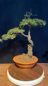 ​世界最美盆景鉴赏——铁马鞭