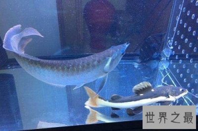 ​招财猫鱼能招财致富？招财猫鱼风水含义为你奉上！