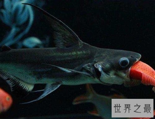 招财猫鱼能招财致富？招财猫鱼风水含义为你奉上！