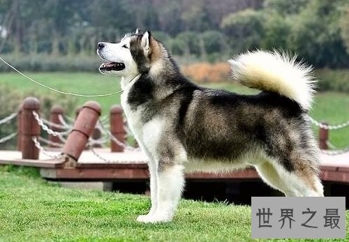 雪橇犬都有哪些？雪橇三傻强势来袭！