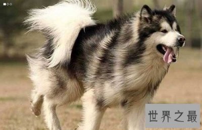 ​雪橇犬都有哪些？雪橇三傻强势来袭！