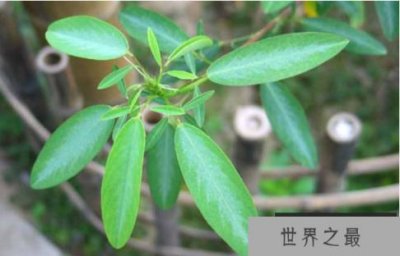 ​植物界的“舞林高手”：跳舞草，叶子挥动像打旗语