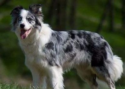 ​世界上最聪明的狗狗去世，它能听懂一千多个单词，还能进行推理