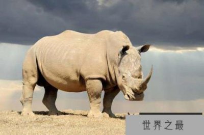 ​世界上最强壮的动物，犀牛为濒危物种
