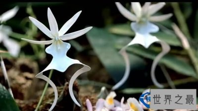 ​最稀有却又最阴暗的兰花——鬼兰