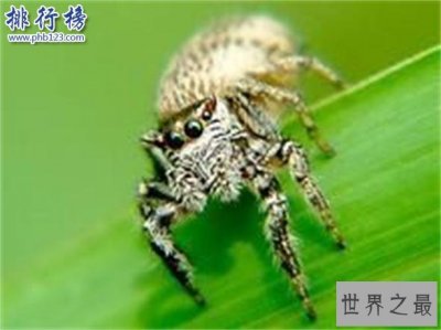 ​世界上最小的蜘蛛：施展蜘蛛体型0.043厘米,比句号还要小