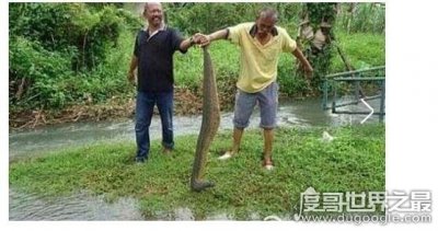 ​世界上最大的蚂蟥图片，长达7米的暴君水蛭在亚马逊被发现