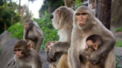 ​水猴子为什么要拉人下水水鬼吃人科学