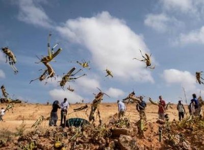 ​古代闹蝗灾的时候 农民们为什么不去吃蝗虫