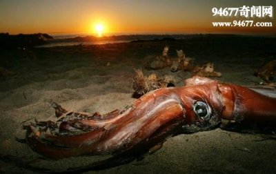 世界上最大的乌贼，巨枪乌贼体长20米(单挑鲸鱼)