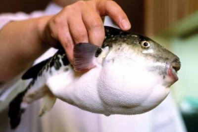 ​河豚的哪个部位有毒，卵巢和肝脏最毒(苏东坡为吃河豚不怕死)